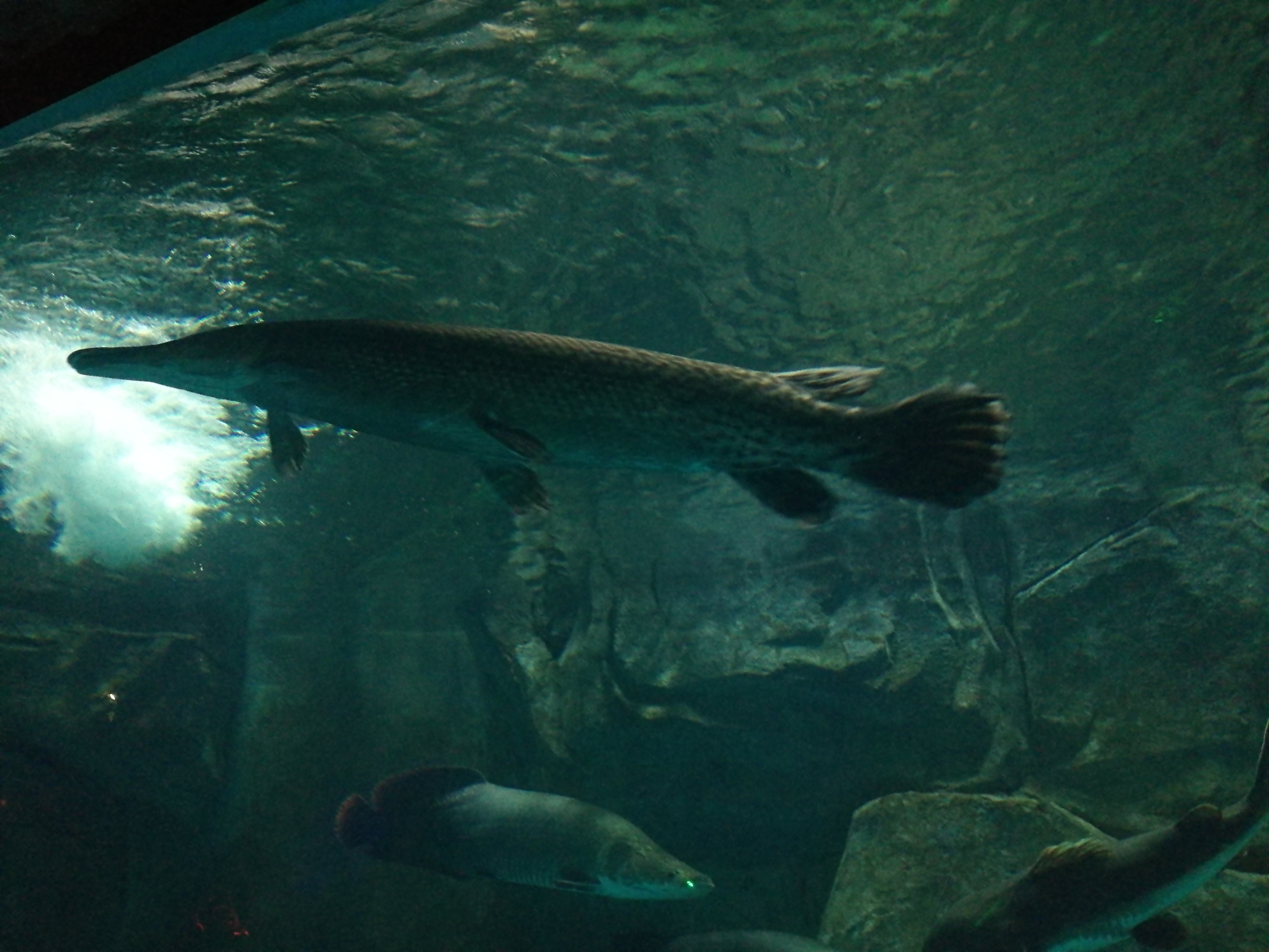 泉城海洋极地世界2018年,泉城海洋极地世界儿童的收费标准