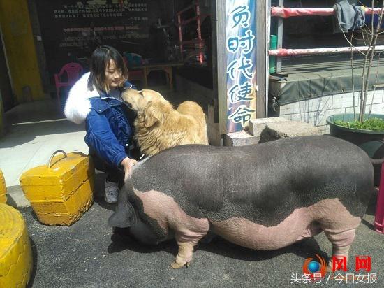 女拳手胡蝶,中国女拳王胡蝶比赛视频