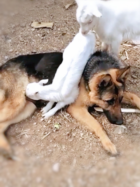 这不仅仅是一只牧羊犬，还是只会当“奶妈”的德牧