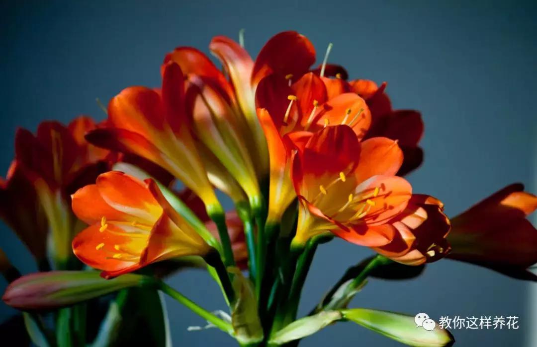 洋葱水可以浇君子兰吊兰绿萝吗,绿萝君子兰怎么养才能长得快