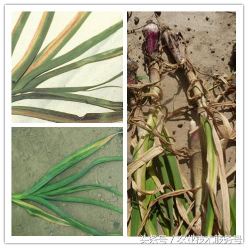 大蒜病虫害及防治办法,大蒜常见病虫害防治方案附高清图