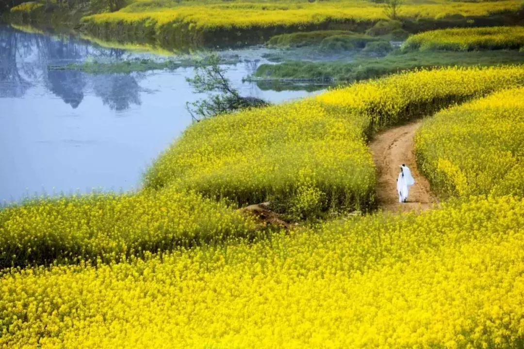 再上5天班，就放小长假！四川哪里*光春**诱人？靠谱实测甩给你