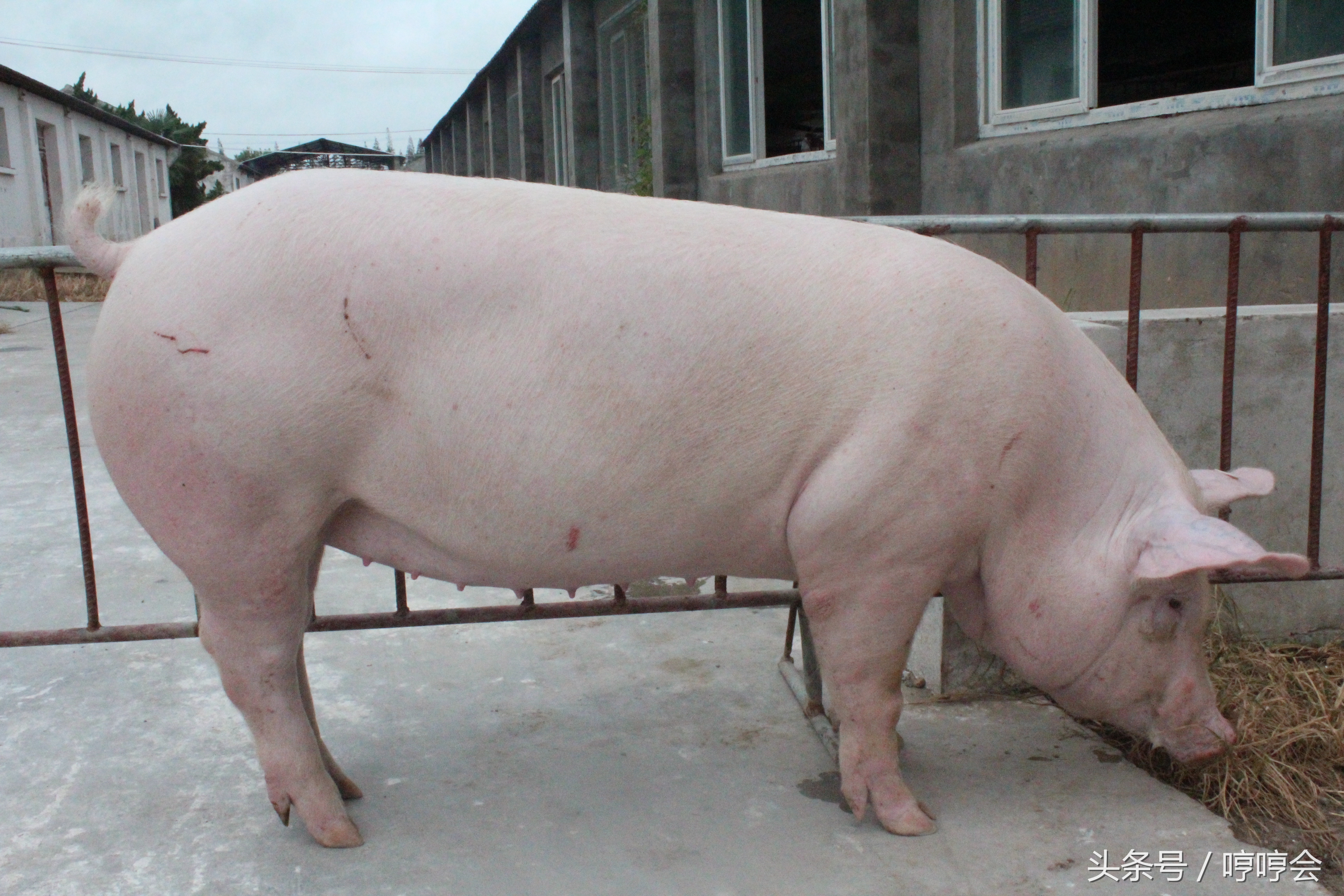 猪生产与管理技术实操,如何做好猪的引种与驯化