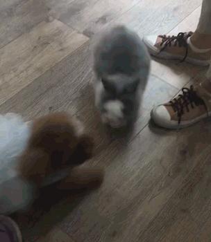 自从养了猫咪后家里开始不顺,自从养了猫家里就有了老鼠