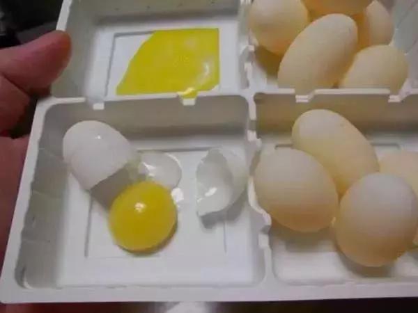 宠物龟下了蛋怎么办,宠物龟怎么避免吃自己的蛋