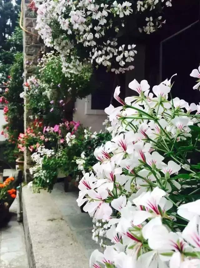 春来花自青秋至叶飘零原文解释,春来花自青秋至叶飘零出自哪里