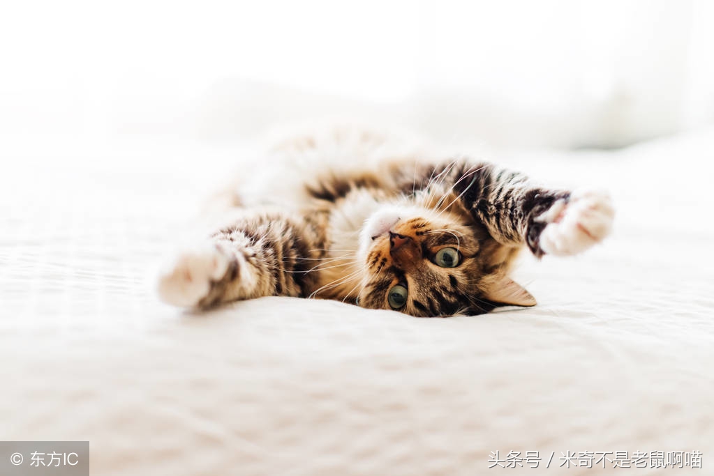 猫咪体内寄生虫怎么去除最有效,怎样预防猫咪身上的寄生虫