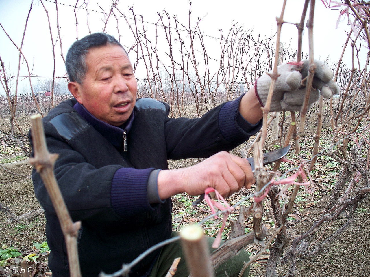 栽了几年的果树不长是什么原因呢,果树发芽后又枯萎是怎么回事
