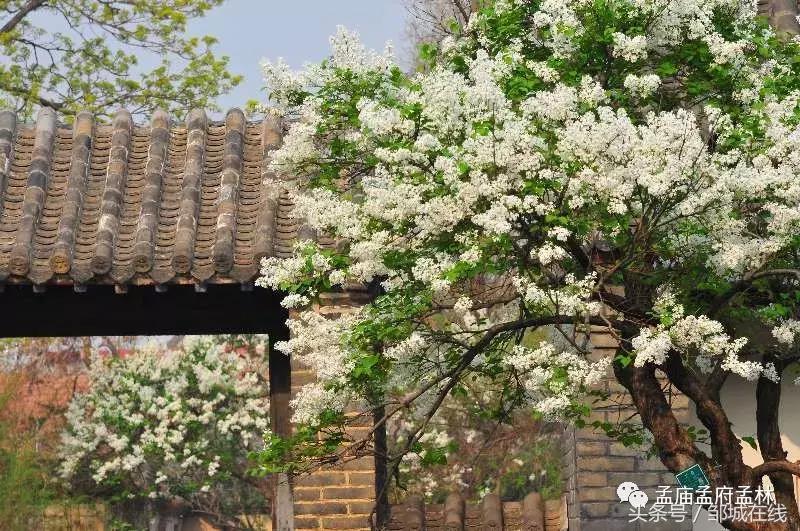 唯美中式风景,唯美花开美景图片