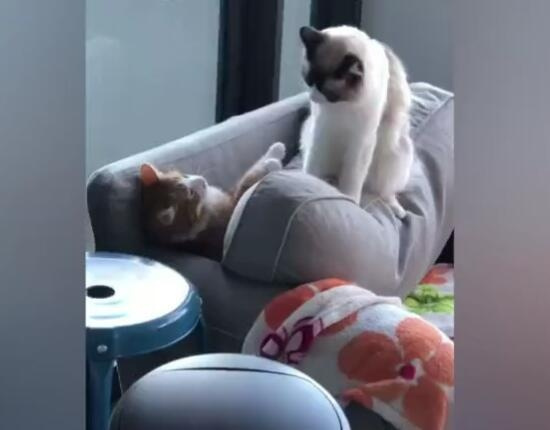 猫生气了我们怎么哄它,把猫关阳台生气了怎么哄它