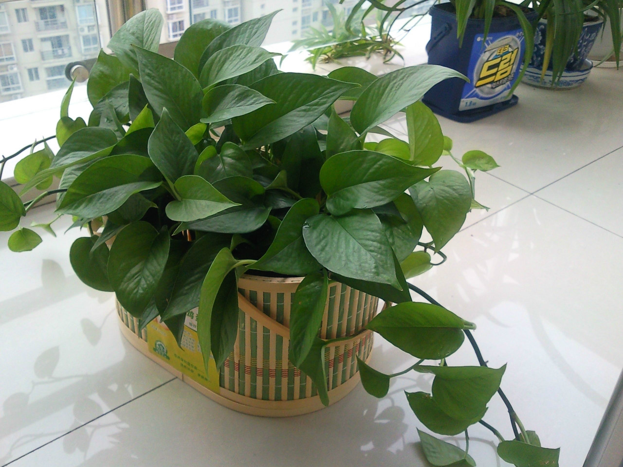 新装修的房子洋葱能除甲醛和异味,新房除甲醛最快速方法是用洋葱吗