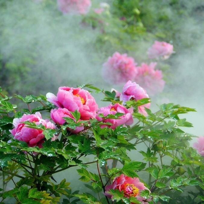 牡丹真国色花开时节动京城谁写的,花开时节动京城唯有牡丹真国色