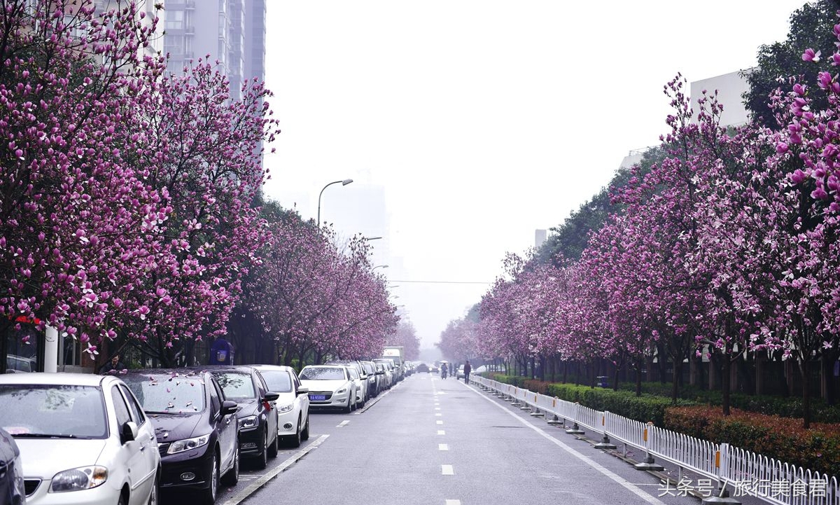 西安最美花路,西安哪条街花好看