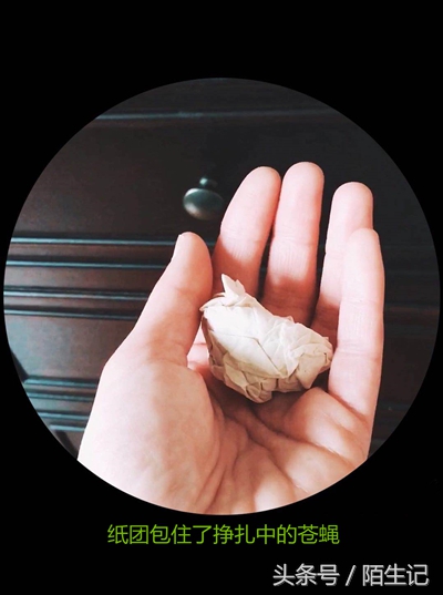 你生活中是苍蝇派还是蜜蜂派?