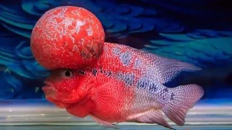 金花罗汉鱼饲养技巧,火凤罗汉鱼饲养方法