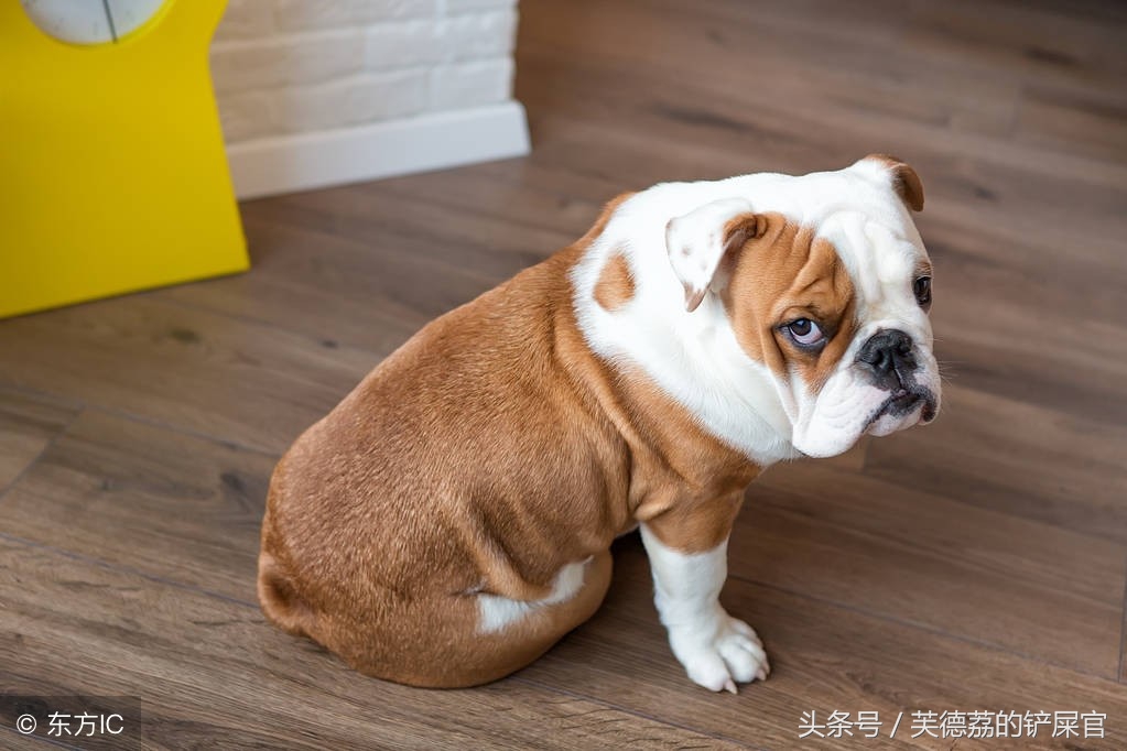 铲屎官的血泪史,新进铲屎官血泪史第一天