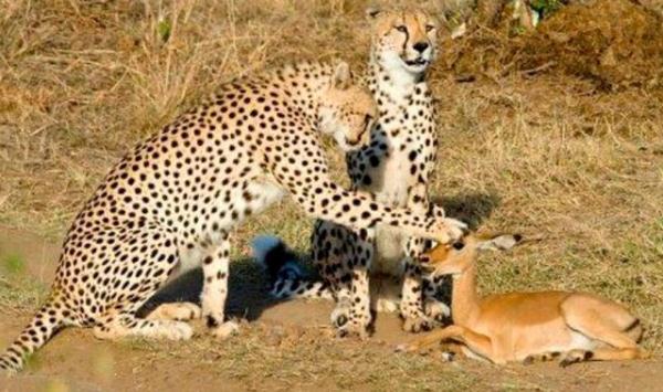 小小羚羊被猎豹抓,小羚羊刚出生被猎豹抓住