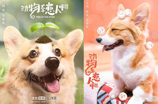 贺军翔婚后生活,已婚贺军翔疑似出轨