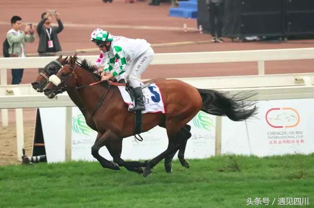 冠军归来｜中华骑师再战“成都迪拜国际杯温江迈丹赛马经典赛”