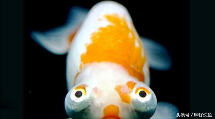 中国金鱼的寿命最长是多少年,中国金鱼文化发展史