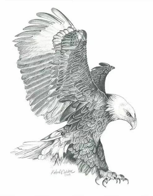鹰怎么画又霸气又真实,要怎么画真实的老鹰