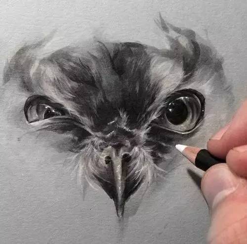 鹰怎么画又霸气又真实,要怎么画真实的老鹰