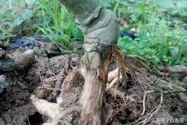 百香果的危害及副作用,百香果常见病害图片