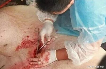 母猪流产的防治措施,母猪流产原因及防治措施