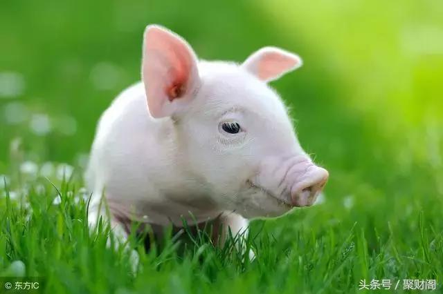 生肖猪的富贵命是几月,不同年龄的生肖猪性格和命运如何