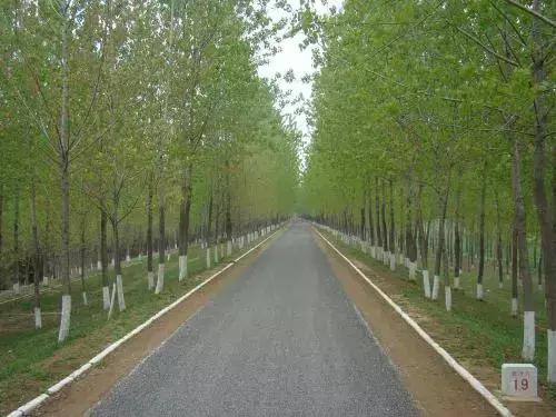 散文柳,描写杨树的名家散文