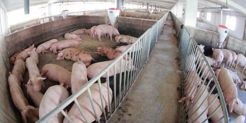 养猪补贴新政策在哪里实行,养猪补贴要满足什么条件