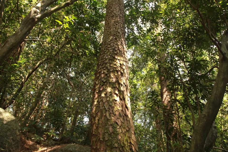 广西壮族自治区桂平西山一游,广西壮族三月三桂平西山游