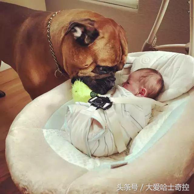 听到小主人哭闹，狗狗叼来最喜欢的玩具，“弟弟别哭，球球给你玩