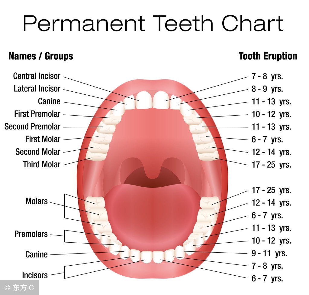 小孩换牙的时候不刷牙怎么办,小孩换牙不脱落怎么办
