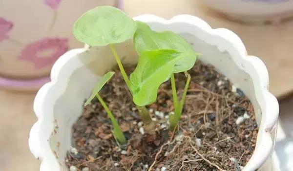 花卉栽不活怎么办,花卉枯萎怎么补救