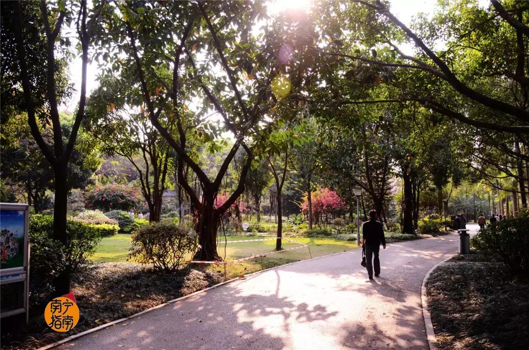 金花茶公园景点,走进金花茶公园