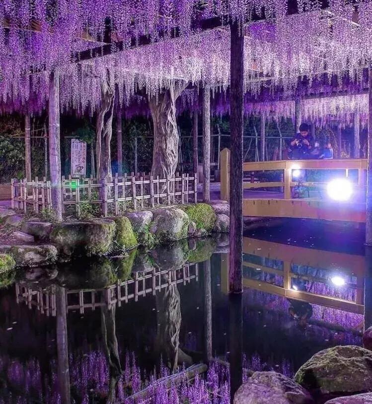乐活旅行：错过了樱花，日本还有五处最美的紫藤花等着你！