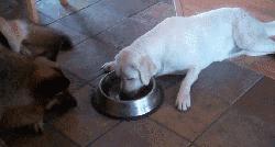 十个拉布拉多,拉布拉多一窝下14个人