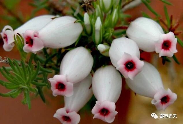 哪些国家的国花是牡丹,为什么中国的国花是牡丹