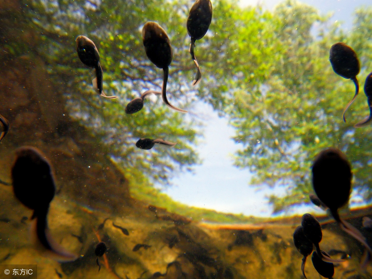 家长给幼童喂食活蝌蚪,幼童喂食活蝌蚪