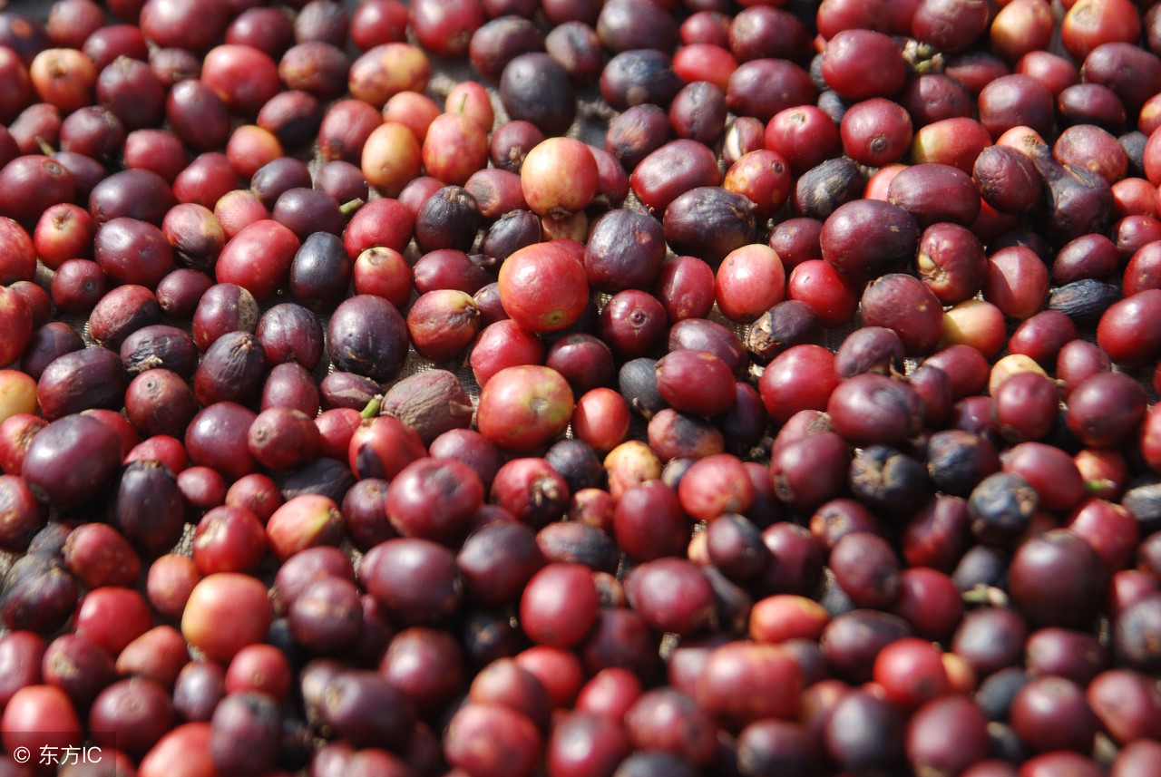 云南小粒咖啡原产地,云南小粒咖啡如何