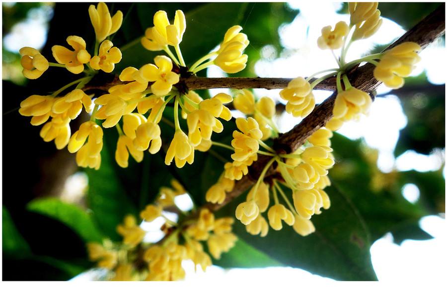 浙江台州温岭地图,美丽浙江台州温岭大溪