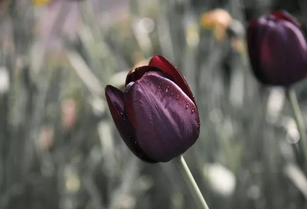 赌博、吸毒、嫖娼？带你重新认识荷兰这座“成人迪士尼”