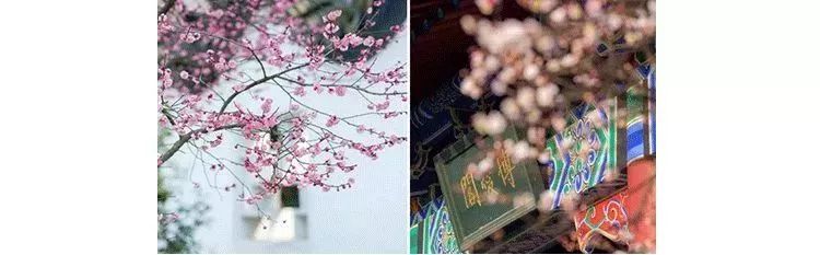 赌博、吸毒、嫖娼？带你重新认识荷兰这座“成人迪士尼”