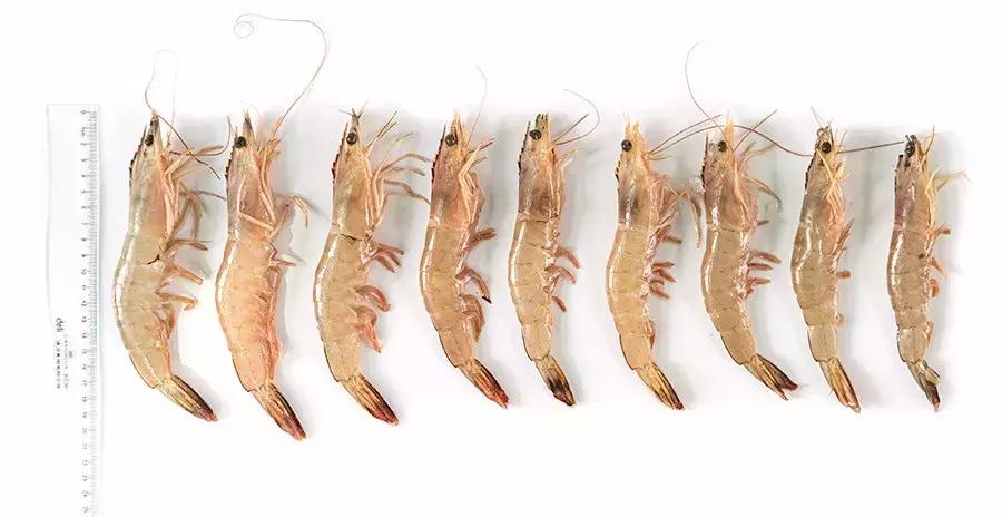 缃戜笂涔扮殑绮惧搧鐚倝,缃戜笂娣樺埌鐨勫ソ涓滆タ