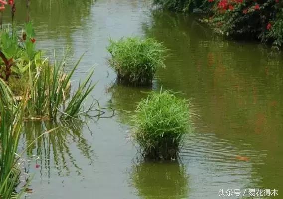 水棕竹,水棕竹如何繁殖