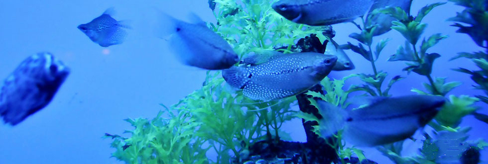 武汉东湖海洋世界项目,海昌极地海洋和东湖海洋