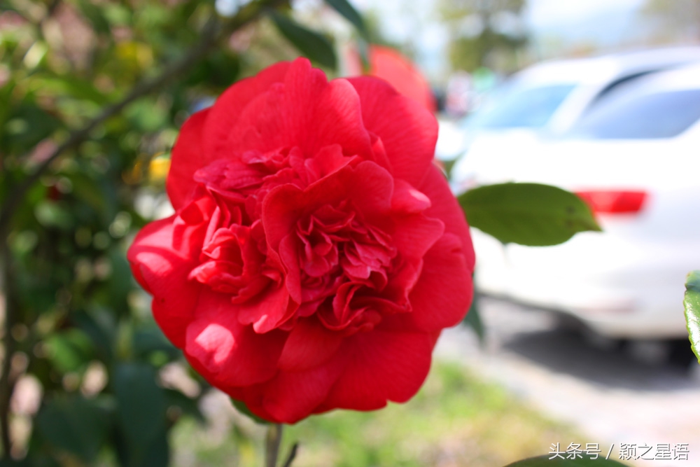 宁波植物园樱花最佳拍摄,花花世界桃博园