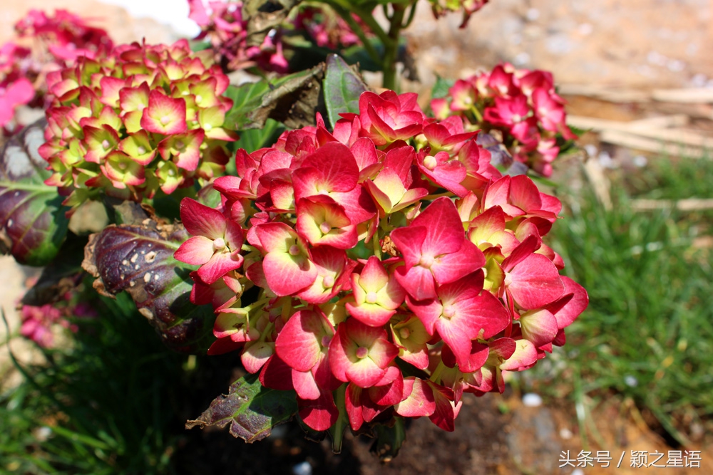 宁波植物园樱花最佳拍摄,花花世界桃博园