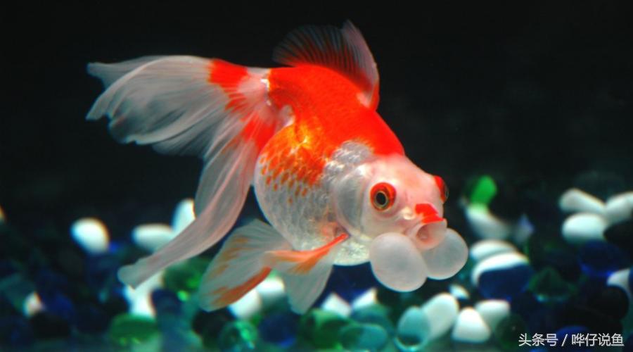 在家里怎样养好鱼缸里的金鱼,新手怎么养好观赏金鱼